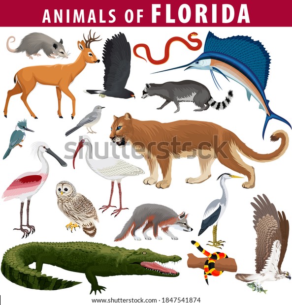 20,523 Florida Everglades Animals Images, Stock Photos & Vectors ...