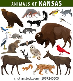  vector set - animals of Kansas: eagle, fox, rabbit, deer, bison, meadowlark, flycatcher, skunk, bat, racoon, bobcat, beaver, squirrel, opossum, heron, barred owl and Northern cardinal