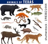 vector set - animals of Texas: black bear, puma, lynx, deer,  skunk, bat, Bass fish, armadillo, fox, Mockingbird, barn owl, garter snake, opossum, salamander, racoon and butterfly