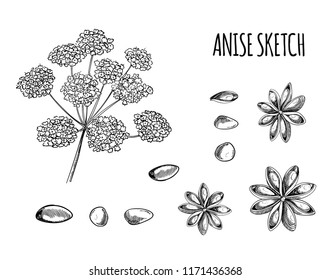 Vector Set of Anise Sketches: Aniseed and Flowers, Black Outline Drawing Isolated on White Background.