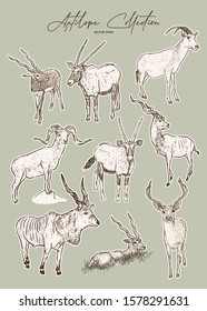 vector set of antelopes, hand drawn sketch of animals.