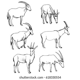 vector set of antelopes, hand drawn sketch of animals isolated at white background