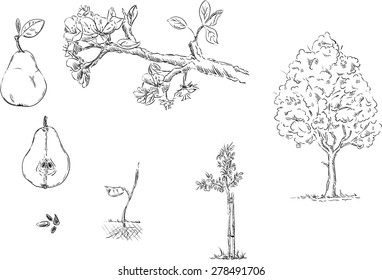 vector - set of Apple development stage