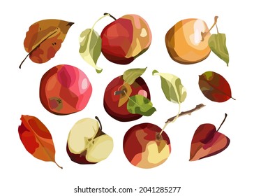 Conjunto vectorial de manzanas enteras y cortadas. Para el diseño otoñal, menú restaurante, postres, tarjetas de invitación