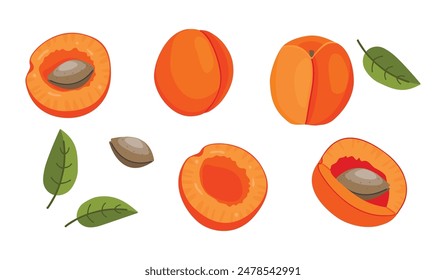 Vector set of apricot fruits from different angles isolated on white background.Juicy ripe apricot orange-yellow color, whole and cut, pit,leaves.Design for card,poster,sticker.Flat food illustration.