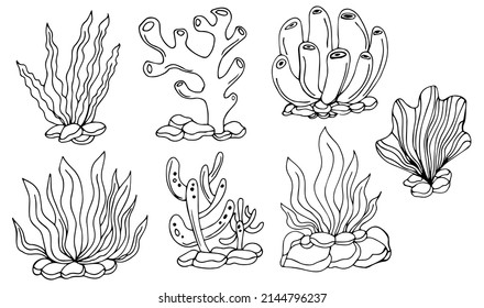 Vector set of aquarium algae and coral, hand-drawn in doodle style . isolated elements with a black line of marine isolated flora on a white background for the design template