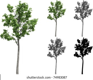 Vector set of Ash trees