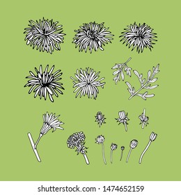 Vector set of aster flowers on a green background. Collection of leaves and aster flowers for invitation design, greeting card, design fabric pattern, gift wrapping, packing, site
