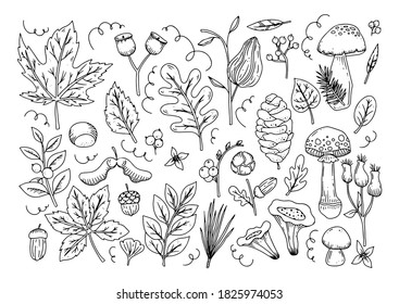 Vector set of Autumn forest hand drawn line elements with maple, oak, aspen,  leaves, berries,spruce, mushrooms. Ink drawing style