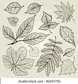 Vector set of autumn leafs illustration - design elements. Thanksgiving