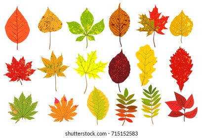 vector set autumn leafs on a white background