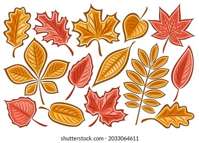 Vector set of Autumn Leaves, lot collection of cut out illustrations autumnal dried leaf for herbarium, group of cartoon design orange rowan sprig and many autumn leaves with stem on white background.