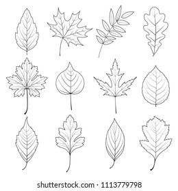 Vector set of autumn leaves. Contour black and white drawing.