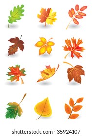 Vector set of autumn leaves for design
