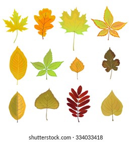 Vector set of autumn leaves of different trees