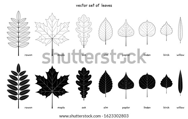 Vector set of autumn leaves. Elements of a various\
trees with detailed margins. Rowan, maple and oak. Elm, poplar,\
birch. American linden and willow leaves. Outlines and silhouettes.\
Black and white
