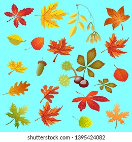 Vector set of autumn leaves. Leaves of oak, chestnut, maple, birch poplar.
