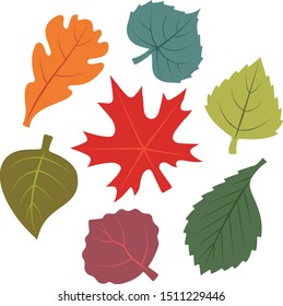 Vector set of autumn leaves on a white background. Maple, Elm, Birch, Aspen, Poplar, Oak, Linden

