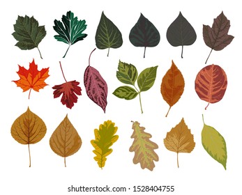 vector set of autumn leaves on white backgound