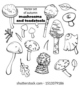 Vector set of autumn mushrooms and toadstools. Hand drawing, black lines, isolated on a white background. For design, greeting cards, seasonal holidays, greeting cards, coloring books, books, botany.