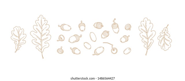 Vector set with autumn oak leaves and acorns. Isolated, in line art style on white background. Outline, linear vintage drawing botanical  illustration. Autumnal leaves, elements for design templates.