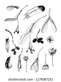 Vector set of autumn seeds and feathers