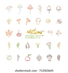 Vector set of autumn woodland plants and seeds. Linear hand-drawn mushrooms, acorns, fly agaric, chestnut, chanterelles, apple, rowan berries, flowers, autumn leaves and maple seeds isolated on white.