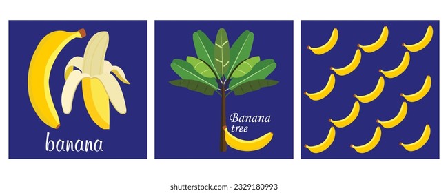 vector set of bananas with a complete fruit, sliced, tree  text and repeated fruit in background. useful for education or English learning.