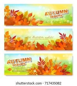 Vector set. Banner, template with autumn, colorful leaves. Element for modern design