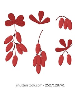 Conjunto de Vector con baya y hojas. Ilustración botánica para tarjeta de felicitación y Anuncio. Bayas para el té de vitaminas. Hojas de otoño con baya madura