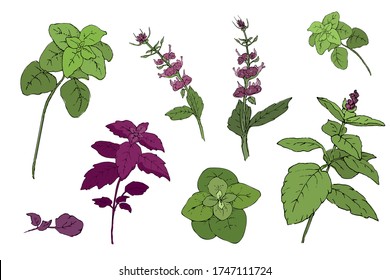 Vector set of basil plant. Green and purple cinnamon basil and Italian basil with leaves and flowers. Hand-drown sketch from isolated elements of spicy herbs on white background.