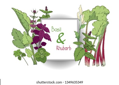 Vector set of basil plant and rhubarb. Green and purple cinnamon and Italian basil with leaves and flowers. Fresh pieplant with green leaves, green and red stems, white and pale yellow flowers.