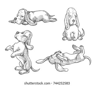 Vector set of basset hound puppies. Hand drawn illustration with cute dogs isolated on white. Animal characters in sketch style