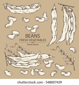 Vector set: beans and bean pod. hand drawn.