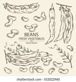 Vector set: beans and bean pod. hand drawn.