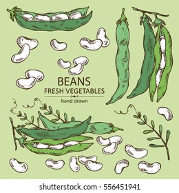 Vector set: beans and bean pod. hand drawn