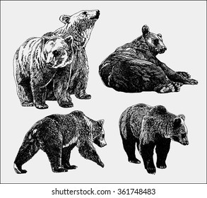 Vector set of bears sketch. Hand Drawing. 