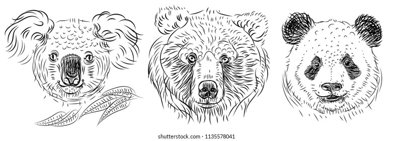 Vector set of bears sketch, panda grizzly koala hand drawn illustration isolated on white background