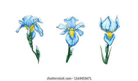 Vector set of beautiful blue-white iris flowers isolated on white background.