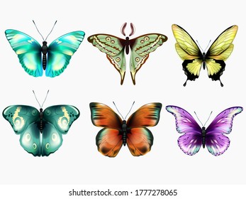 Vector set of beautiful colorful butterflies on a white backgroundButterfly collection.Vector illustration