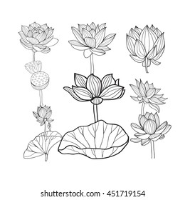 Vector set of Beautiful monochrome hand drawn lotus flowers and leaves. Sketch floral  collection in black and white style for coloring page.