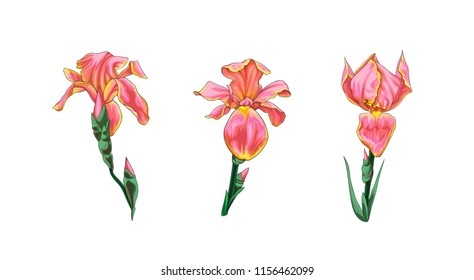 Vector set of beautiful pink-yellow iris flowers isolated on white background.