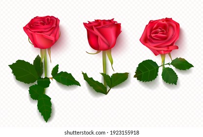 Vector set of beautiful red roses isolated on a transparent background.