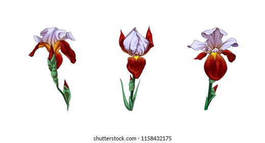 Vector set of beautiful red-white iris flowers isolated on white background.