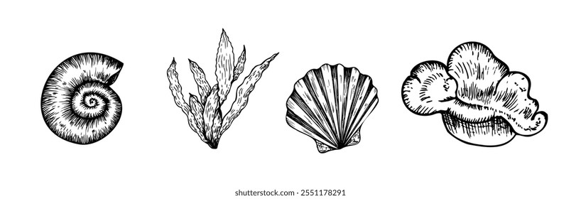 Vector set of beautiful shells, coral. Hand painted line seashell. Graphic clip art isolated on background. Underwater illustration. For designers, invitations, decoration, postcards, wrapping paper