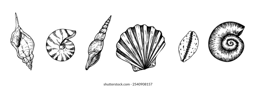 Vector set of beautiful shells. Hand painted line seashell. Graphic clip art isolated on background. Underwater illustration. For designers, invitations, decoration, postcards, wrapping paper, scrapbo