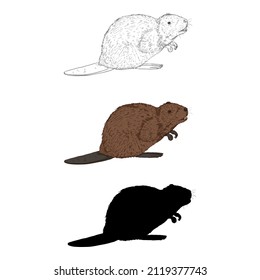 Vector Set of Beaver Illustrations. Different Styles - Sketch, Cartoon and Silhouette Images.