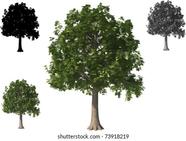 Vector set of Beech Trees