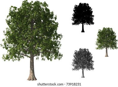 Vector set of Beech Trees