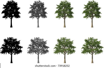 Vector set of Beech Trees
